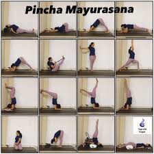 Check spelling or type a new query. Most Important Facts About Pincha Mayurasana With 8 Tips And Tricks Compare Prices