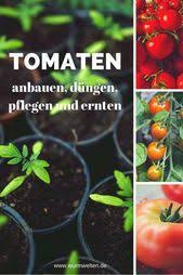Probieren Sie Tomaten Aus Dem Ortlichen Garten Tomaten Pflanzen Tomaten Pflanzen Tomaten Anbauen Tomaten Zuchten