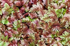 Image result for Valeriana capensis