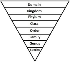 Ch 17 Classification Of Organisms Flashcards Quizlet