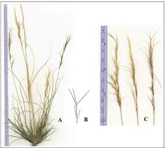 Image result for Aristida diminuta