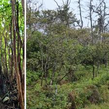 Image result for Harungana madagascariensis