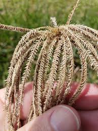 Image result for Eustachys