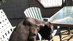 Labrabull Pitador The Labrador Retriever And American Pit