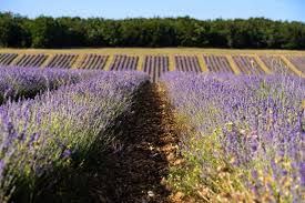Image result for lavender cuttings