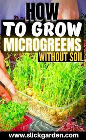 How To Grow Microgreens Indoor Growing Microgreens Microgreens Fast Growing Plants