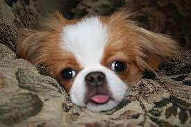 Find Your Perfect Dog Breed Choose A Happy Lively Japanese Chin Puppy Japanese Chin Puppies Japanese Dogs Japanese Chin Dog