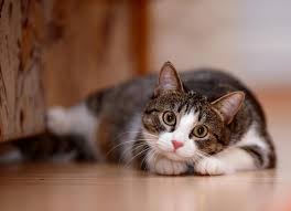 Adopted dog Luna smiling