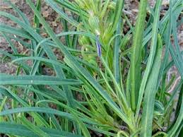 Image result for Afrohybanthus