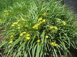 Image result for Hypoxis parvifolia
