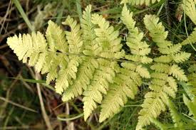 Image result for Dryopteridaceae