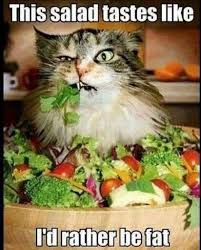 Cat Eats Salad Just For Fun Card Google Search I Saw This And Just Needed To Re Post Made Me Laugh When I Funny Cat Memes Funny Cats And Dogs Cats