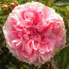 Саженец Роза Данхэм Мэсси (Rosa Dunham Massey) купить в Москве по низкой  цене из питомника, доставка почтой по всей России