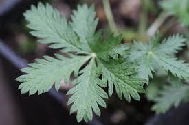 Image result for Drypetes arguta