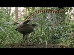 Bird That Sounds Like A Car Alarm Canada Amazing This Is A Clip Showing A Lyrebird Imitating The Sounds Of Various Man Made Noises In The Forest Includ Beautiful Birds Animals Beautiful Pet Birds