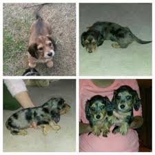 See more ideas about dachshund, puppies, dachshund puppies. Dachshund Puppies Pets And Animals For Sale Washington