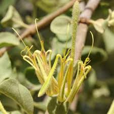 Image result for Englerina muerensis