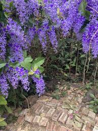 Image result for Petrea volubilis