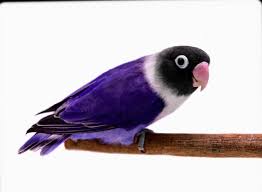 Pin By Catherine On Animals Love Birds Pet African Lovebirds Beautiful Birds