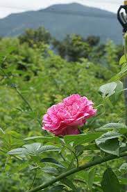 阿坤班長的樹玫瑰花園 我不只是一個人 痞客邦 flowers plants rose
