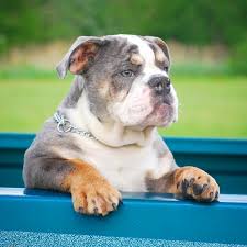 Untuk artikel game lainnya, cek di resep di harvest town, karakter pria di harvest town, cara install game iso, backup dan restore game steam. Manmade Kennels Home Of The Xl Bully Teamnochains Manmade S Cosmo 5 Months Old Blue Tri Merle