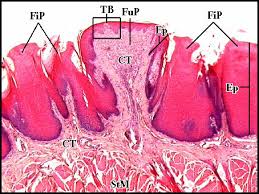 Image result for Filiform Papillae