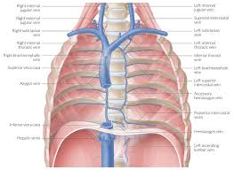 The rib cage is made up of 12 pairs of ribs, 12 thoracic vertebrae, and the sternum. Thoracic Cavity Amboss