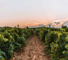 Un rosé bio, élégant et généreux dans un flacon voluptueux. Gerard Bertrand Wines Price List Vinello