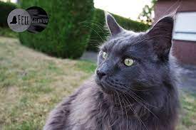 Voraussetzung ist, dass die wohnung ihrem ausgeprägtem bewegungsdrang gerecht wird. Maine Coon Faq 16 Oft Gestellte Fragen Zu Maine Coon Katzen Fellgiganten