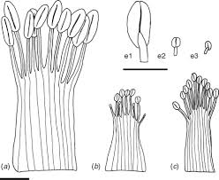 Image result for Rothia hirsuta