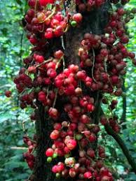 Image result for Maesobotrya