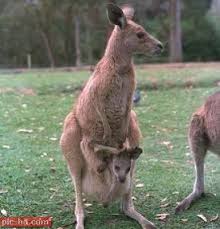 صور الكنغر معلومات عن الكنغر واين يعيش Kangaroo Animals Creatures