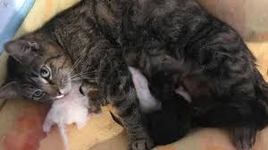 Ich würde gern wissen, wann sie das problem beheben. Die Ersten Katzenbabys Geboren Am 26 04 2019 Youtube