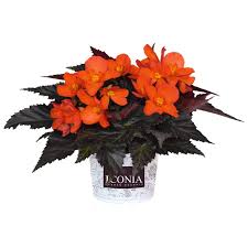 Image result for Begonia iucunda