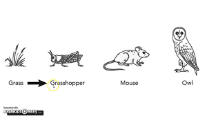 A food chain is a single chain illustrating the relationship or flow of energy from one organism to another. Ecology Flow Of Energy In A Food Chain Youtube