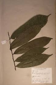 Image result for isolona lebrunii