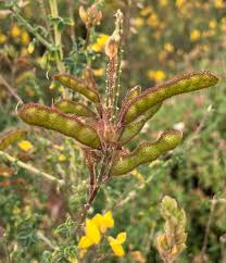 Image result for Adenocarpus