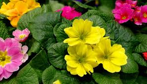 Το τραγούδι του αγιου πνευματοσ (δευτερα μερα κρισεωσ) που τραγουδιόταν την ημέρα της πανήγυρης της ι,μ αγίου πνεύματος, από τους κατοίκους του χωριού του. To 8aymatoyrgo Loyloydi Toy Darbinoy Giati To Kynhgoyn Sta Boyna Ka8e Anoi3h Photos Video To Pontiki