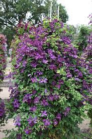 Bred by brother stefan franczak, a monk who for more than 50 years has been gardener at the jesuit theological college in warsaw. Buy Clematis Group 3 Clematis Polish Spirit 23 99 Delivery By Crocus