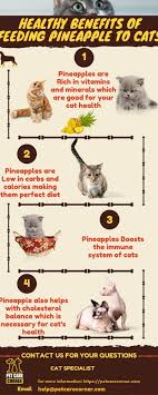Health benefits of feeding your cat pineapple. Can Cats Eat Pineapple Why Cat Food Brands Include It In The Cat Food Pet Care Corner