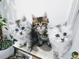 Persian cat maine coon cat pet animal fur kitten fluffy sweet. Half Persian Half Maine Coon Cat
