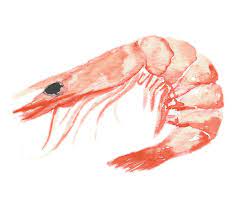 Watercolor Shrimp Art Print By Raghda X Small Shrimp Art Art Prints Watercolor