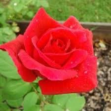 Presidents Day Pruning Mr Lincoln The Rose