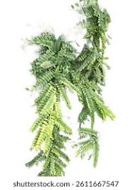 Image result for Ormocarpum