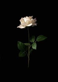 Pin By Adrianna On Beautiful Roses White Roses Background Rose Wallpaper White Roses