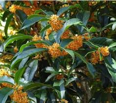 Apricot Echo Orange Tea Olive Osmanthus New Life Nursery Olive Plant Orange Tea Osmanthus Fragrans