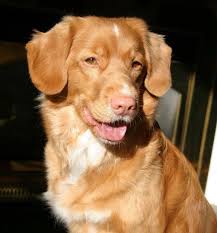 Canadiana Tollers Nova Scotia Duck Tolling Nova Scotia Duck Tolling Retriever Domestic Dog