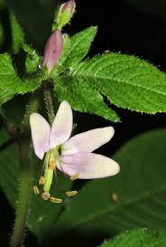 Image result for Cleome rubella