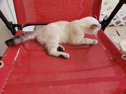 We are breeders of highland lynx. Pennysaver Highland Lynx Kittens In Los Angeles California Usa