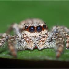 Se ridică în fiecare zi de la pământ cu câte un metru jumătate. Fotografii Vechi Iv Paianjeni Maximus Photography